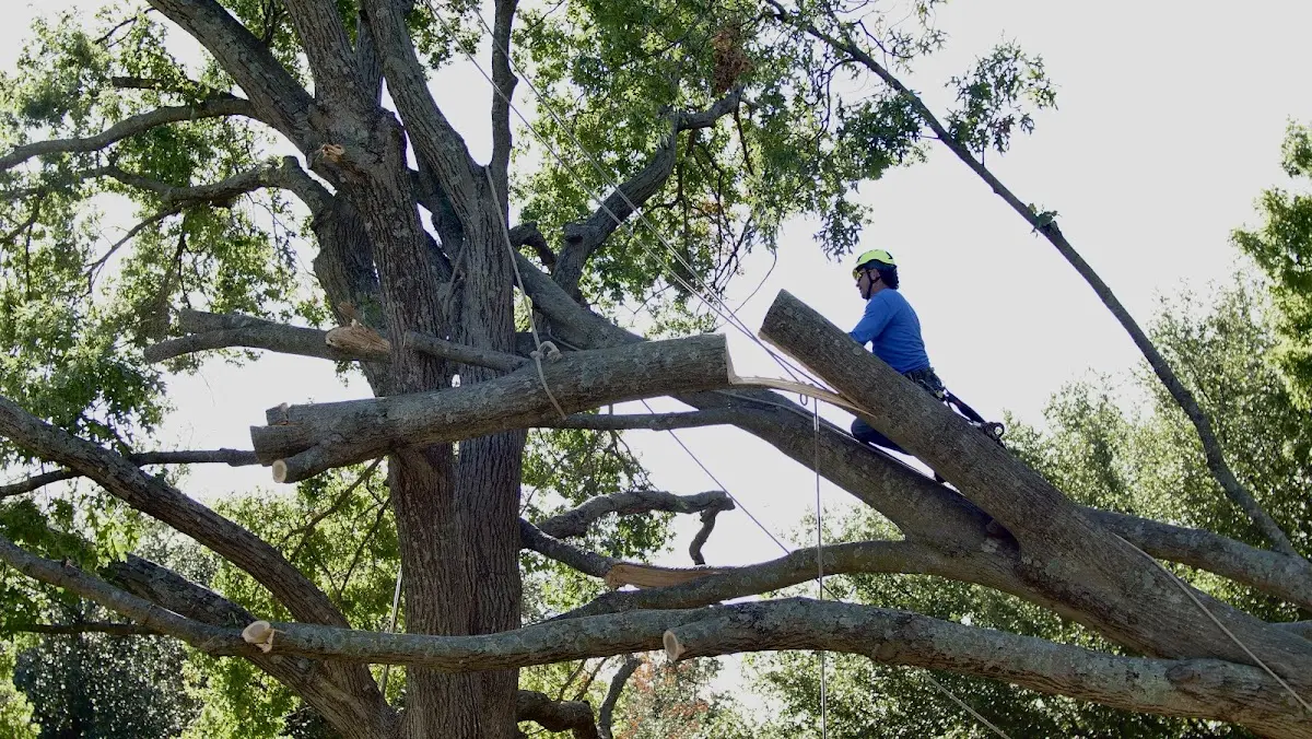 Professional Crown Thinning performed by certified arborists in Somerton