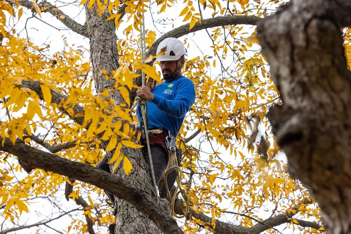 Skilled Tree Transplanting crew working in Somerton