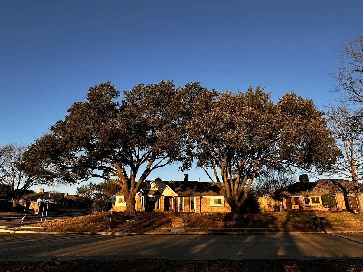 Established residential canopy tree shading a home in Somerton